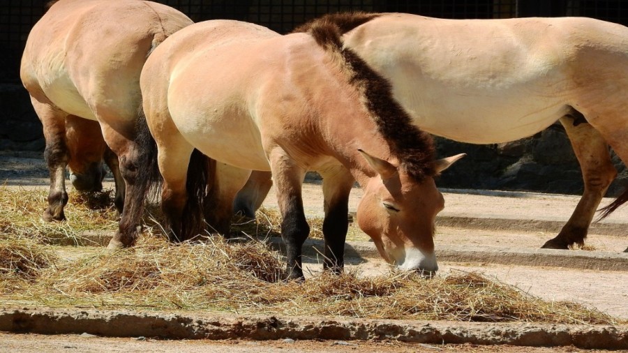 PRZEWALSKI HORSES