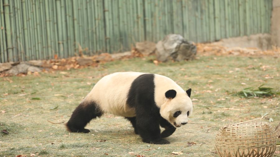 GIANT PANDA