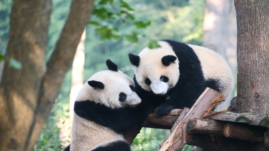 GIANT PANDA
