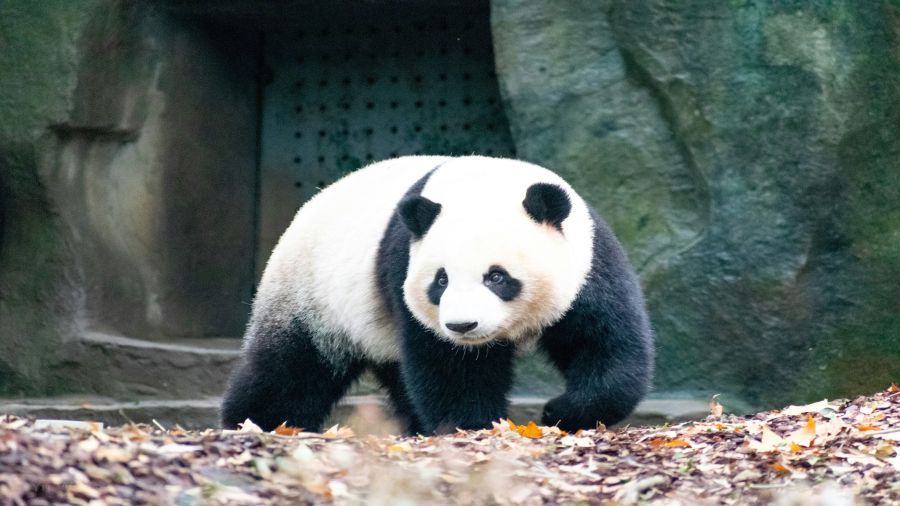 CHENGDU